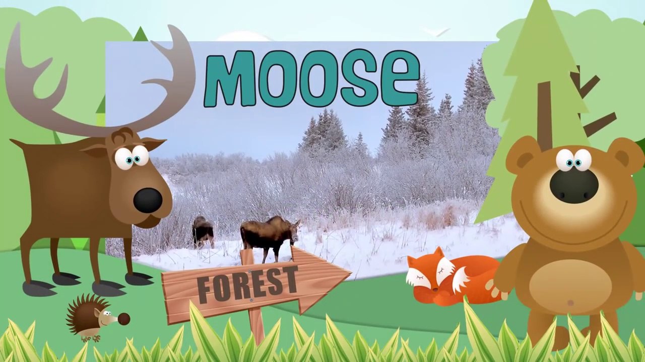 MOOSE Animals for children. Kids videos. Kindergarten - Preschool learning