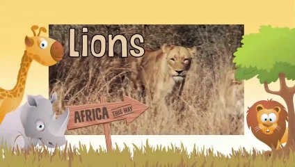 LIONS Animals for children. Kids videos. Kindergarten - Preschool learning