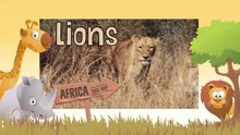LIONS Animals for children. Kids videos. Kindergarten - Preschool learning