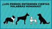Tecnología y Ciencia | ¿Los perros entienden ciertas palabras humanas?