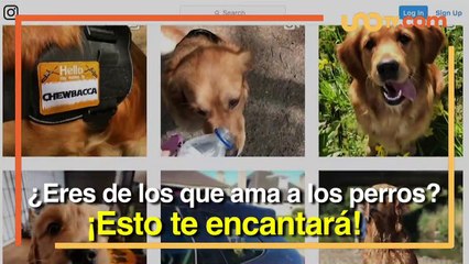 Entretenimiento | Esta fue la reunión masiva de labradores en Escocia