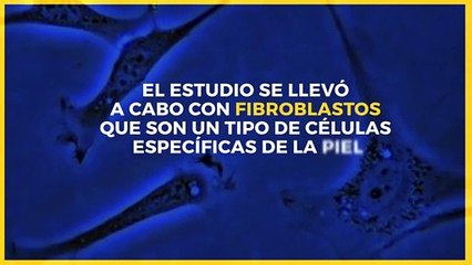 Tecnología y Ciencia | ¿Sabías que existe un gen de la juventud?
