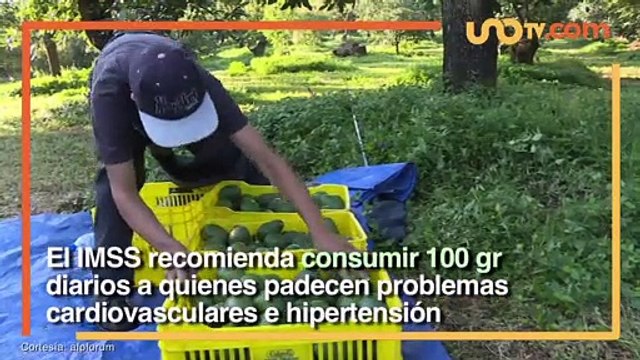 Nacional | ¿Por qué el IMSS recomienda comer 100 gramos de aguacate diarios?