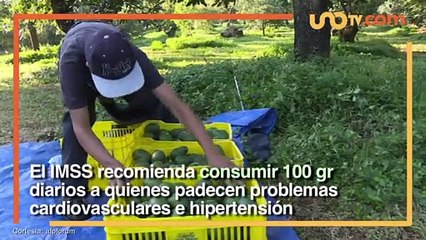Nacional | ¿Por qué el IMSS recomienda comer 100 gramos de aguacate diarios?