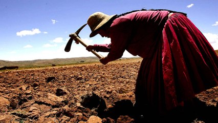 Bolivia's superfood crop seen as means for food security
