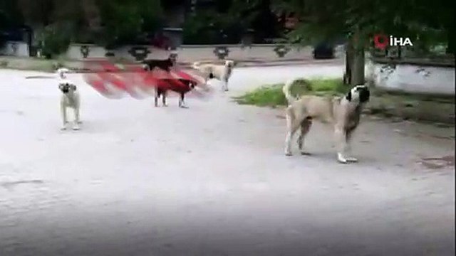Köpekleri görüntülemek isterken saldırıya uğradı