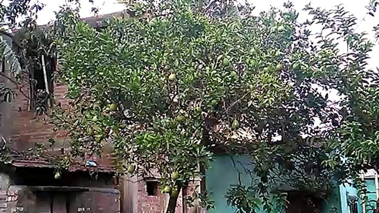 Tree at my home.....