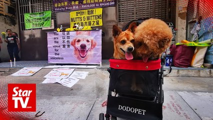Animal welfare groups protest against canine shooting incident