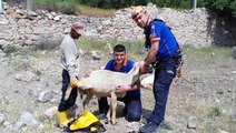 Kuyuya düşen koyunu AFAD ekipleri kurtardı