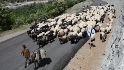 Karadeniz'de göçerler yayla yollarında