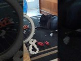 Pit Bull Caught Red-Handed Shredding Apart Their Squeaky Toy