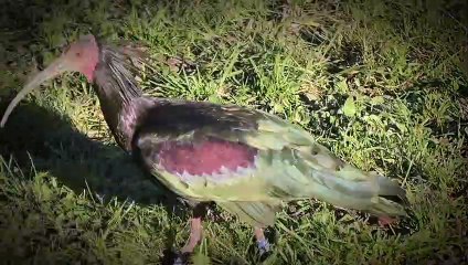 Ibis Eremita  (Roccabruna CN)