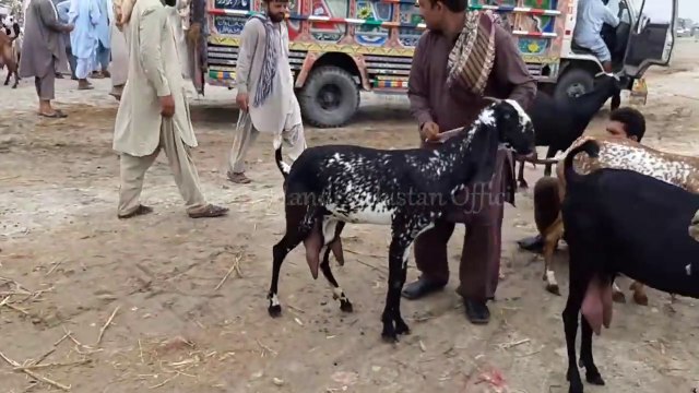 MADRASSA MANDI MAKHI CHEENA BAKRA RATES - EPISODE 4 - MAKHI CHEENI PATHAIN AND RATES