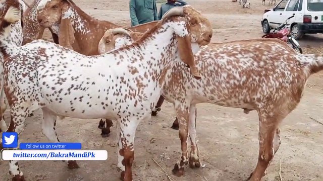 MADRASA MAKHI CHEENA BAKRA RATES VIDEO - MADRASSA MANDI EPISODE 4 - MAKHI CHEENA GOAT