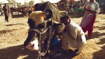 Nili Ravi Buffalo DEKHI BHE HAI KABHI -