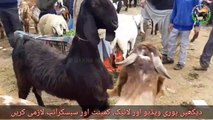 Nachi Dancing Goat Breed of Pakistan - Bakra Mandi 2019