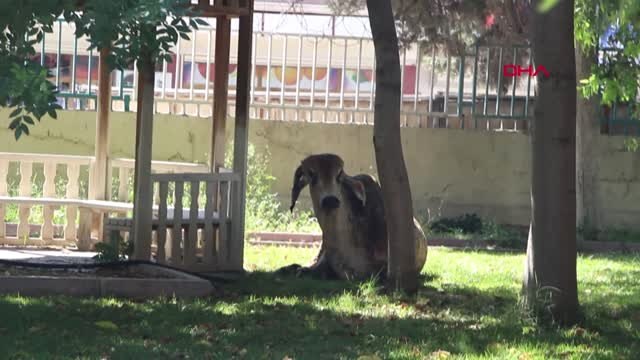 MARDİN Nusaybin'de büyükbaş yüklü TIR devrildi: 1 yaralı