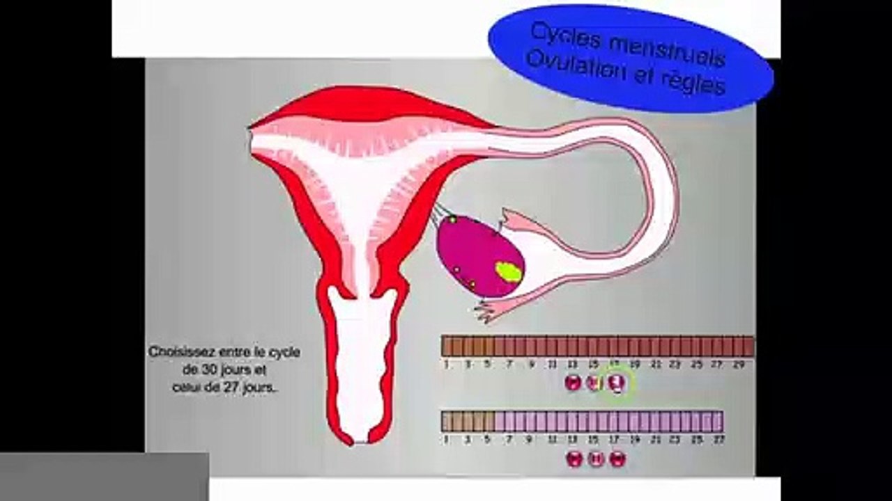 Cycle menstruel, ovulation et règles