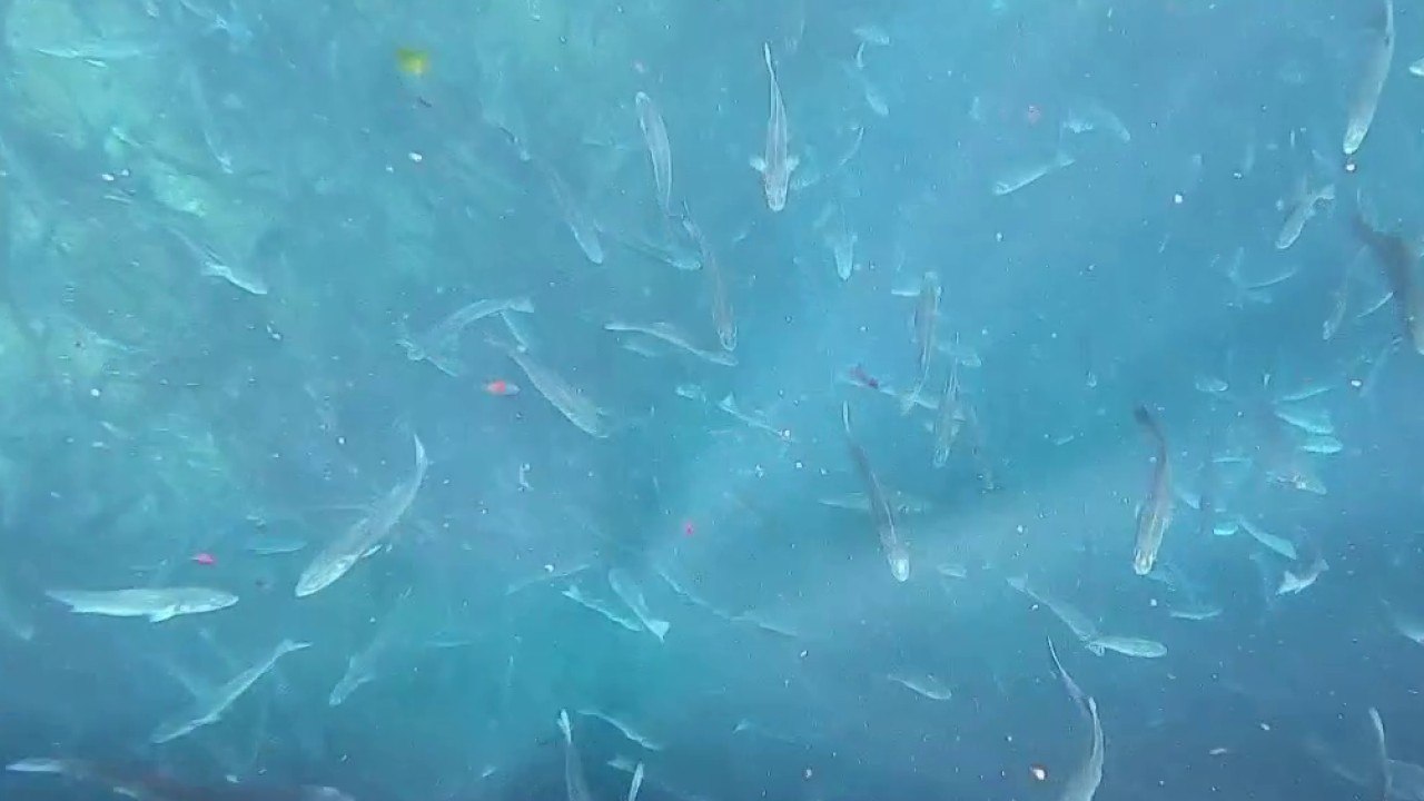 Sciences - Poisson corse, poisson d’élevage sans traitement