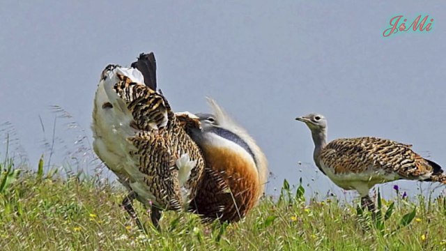 Loài Vật Với Hình Thù Kỳ Lạ Xua Đuổi Cả Cáo Ra Khỏi Khu Vực Nguy Hiểm Ô Tác Lớn