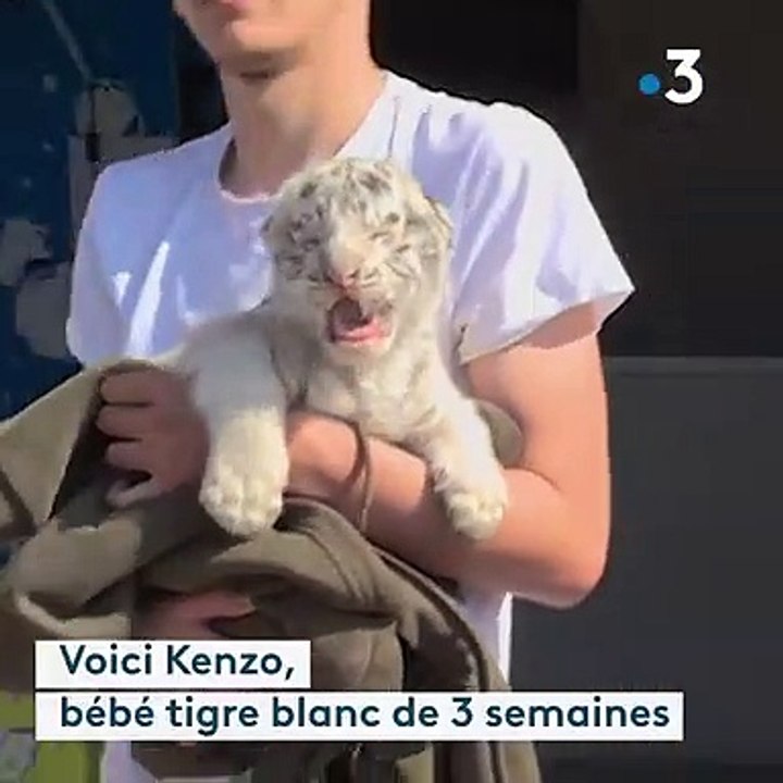 Trets : un bébé tigre blanc grandit dans une maison de retraite pour fauves