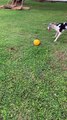 Great Dane Has Jolly Time with Giant Egg