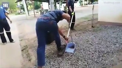 Sau sự cố này, có lẽ nam thanh niên sẽ cạch đến già không dám bắt rắn nữa.