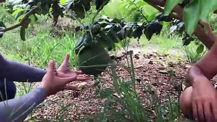 VƯỜN BƯỞI SẠCH 2 NĂM TUỔI Ở TÂY NINH
