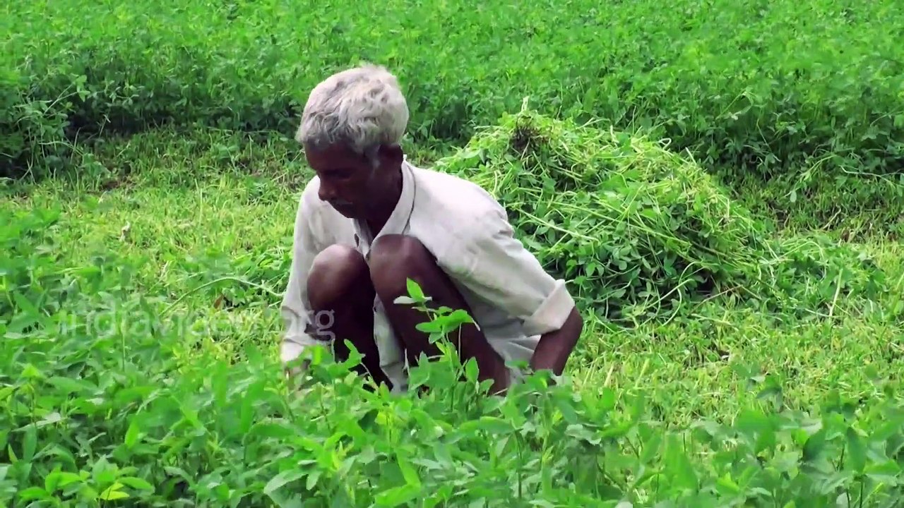 How to prepare Cattle feed Farmers, Haryana