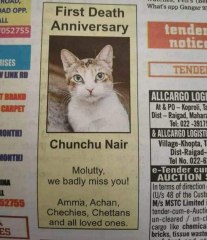 സോഷ്യൽ മീഡിയയിൽ താരമായി നായർ പൂച്ച