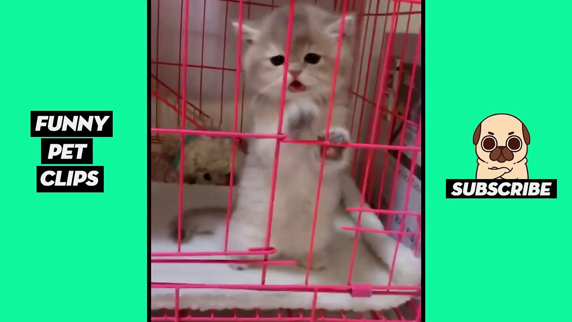 Tik Tok Pets: Funny Cute Animals #24