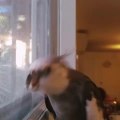 Cockatiel Sings a Chirpy Song Pecking at Glass Window Intermittently