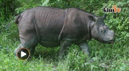 Badak sumbu sumatera jantan terakhir mati