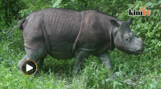 Badak sumbu sumatera jantan terakhir mati