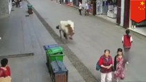 Horse on the loose plows over pedestrians in Anhui