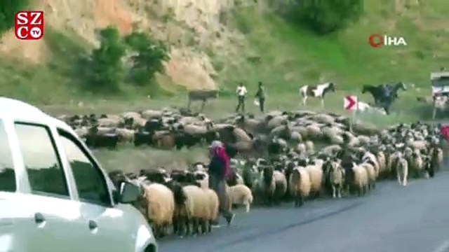Koyun sürüsü karayolunu trafiğe kapattı, sürücüler şaştı