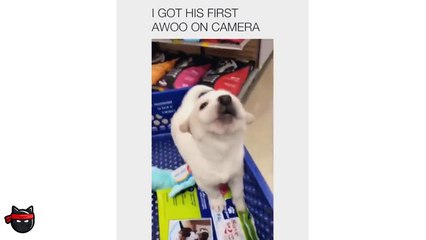 FUNNY DOG MEMES COMPILATION 2019