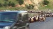 Koyun sürüsü karayolunu trafiğe kapattı...Sürünün tünelden geçtiği anlar ilginç görüntüler oluşturdu