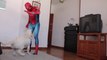 Spiderman Surprises Golden Retriever Bailey with Funny Playing and Dance! Ball Pit Pool Playtime