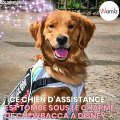 Ce chien d'assistance découvre Chewbacca à Disney, sa réaction est étonnante !