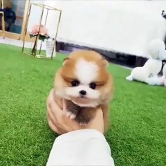 Ce chiot est très spécial et beau. Splendide !