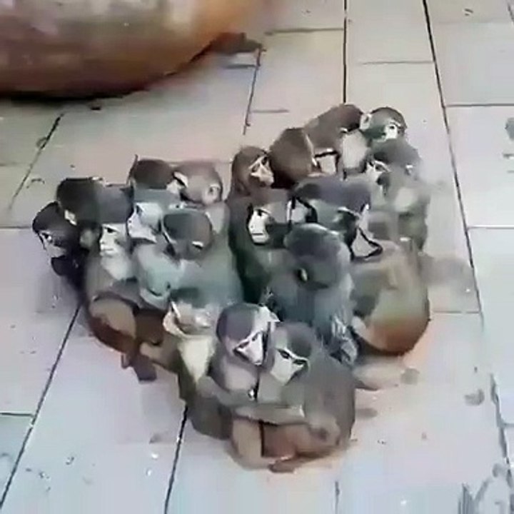Ces bébés singes vont vous faire sourire de joie. Trop mimi !