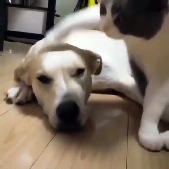 Ce chien est vraiment très tolèrent avec ce chat qui le frappe sur la tête. Marrant !