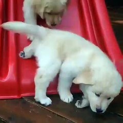 Ces goldens sont trop paresseux. Regardez comment il s'amuse !