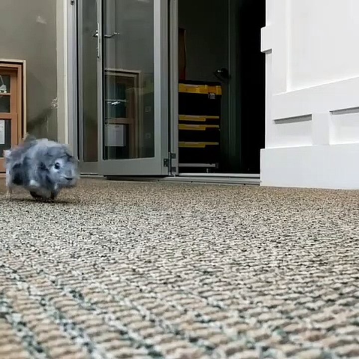 Ce joli cochon d'Indes fait  les plus mignons des bruits de bulles. Ecoutez !