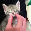 Ce chaton adore se faire caresser la moustache. Regardez sa réaction !