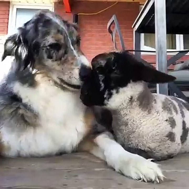 Quand un chien et une chèvre sont les meilleurs amis du monde, voici ce que ça donne !
