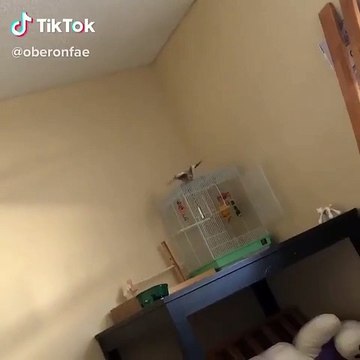 Quand ton oiseau n’arrête pas de se moquer de ton chaton. Trop drôle !