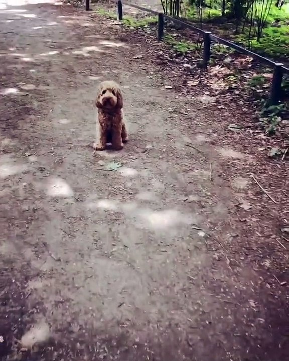 Cette femme essaie d'apprendre à son chien de ne pas la suivre. Beau travail !