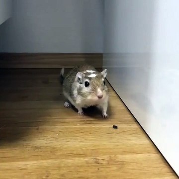 Cette gerbille n'est vraiment pas de bonne humeur. Hilarant !